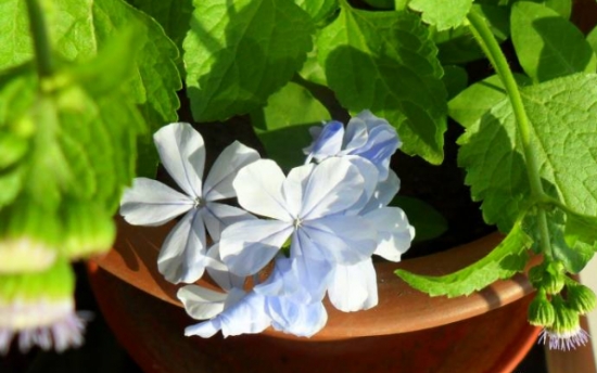 新手養(yǎng)花適合養(yǎng)什么花 新手養(yǎng)花適合養(yǎng)什么花