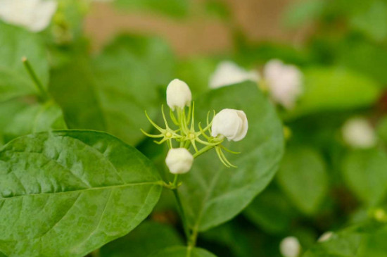 怎么醒花最簡(jiǎn)單的方法