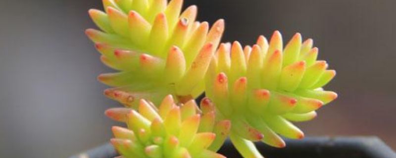 白花小松怎么變紅