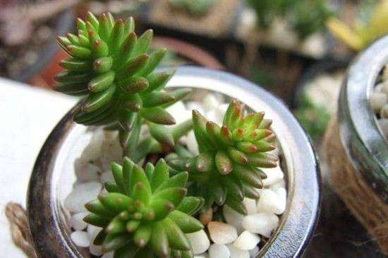 白花小松怎么變紅