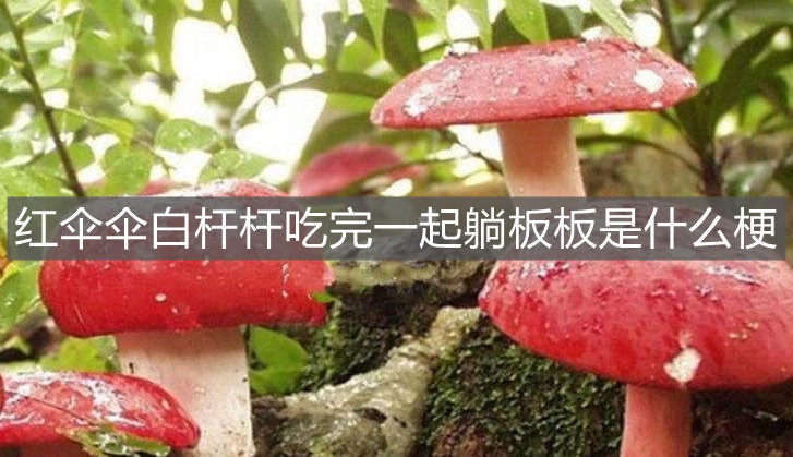 紅傘傘白桿桿吃完一起躺板板是什么梗 紅傘傘白桿桿吃完一起躺板板是什么梗