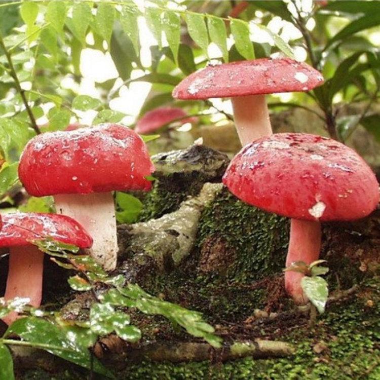 紅傘傘白桿桿吃完一起躺板板是什么梗 紅傘傘白桿桿吃完一起躺板板是什么梗