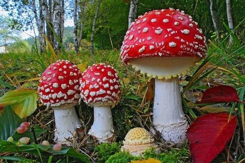 紅傘傘白桿桿吃完一起躺板板是什么梗 紅傘傘白桿桿吃完一起躺板板是什么梗