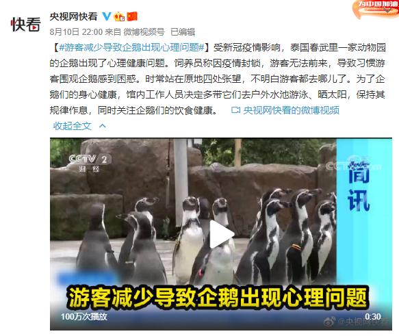 受疫情影響游客減少 這里的企鵝出現(xiàn)心理健康問題 受疫情影響游客減少 這里的企鵝出現(xiàn)心理健康問題