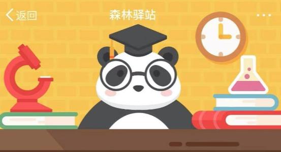 大熊貓生活習(xí)性是什么樣的? 分散獨(dú)居 群居 雄性獨(dú)居