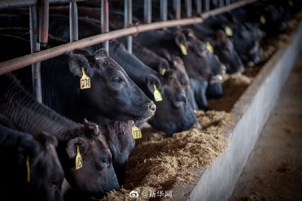 巴西發(fā)現(xiàn)2例瘋牛病病例 暫停對華牛肉出口 巴西發(fā)現(xiàn)2例瘋牛病病例 暫停對華牛肉出口