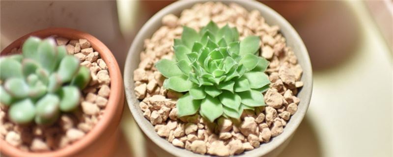 小多肉植物怎么養(yǎng)