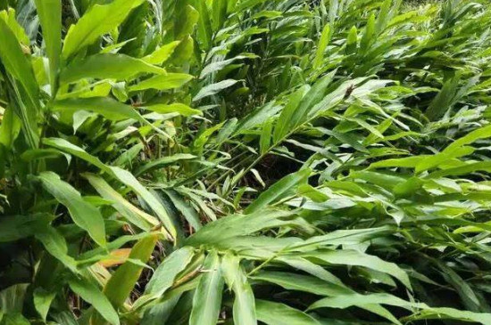 陽(yáng)荷是什么菜