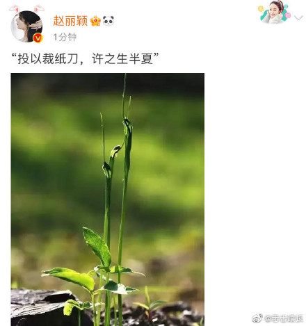 野蠻生長開機!趙麗穎官宣野蠻生長,男主歐豪