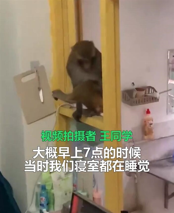 兩只猴子闖入女生寢室大鬧天宮:吃吃喝喝、拿走玫瑰花