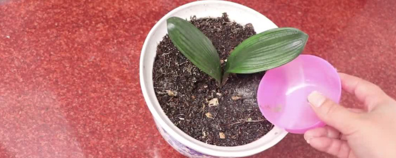 蚊香灰能放花盆里嗎