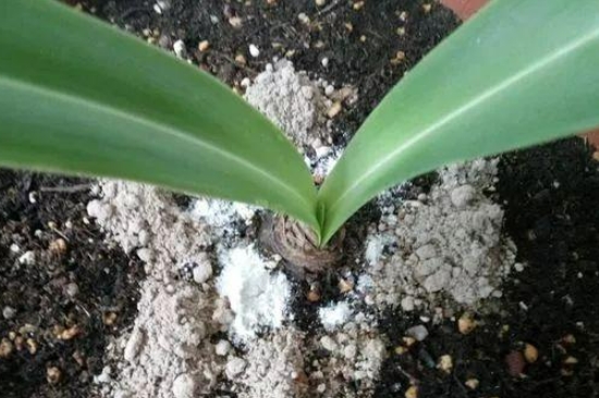 蚊香灰能放花盆里嗎