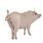 游俠網(wǎng)8