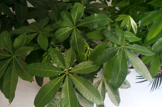 發(fā)財(cái)樹能對著門口嗎