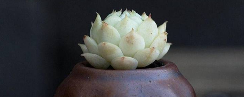 多肉曬太陽(yáng)葉子軟皺還能活嗎