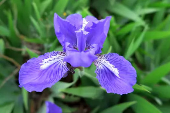 藍(lán)色的花有哪些及花名