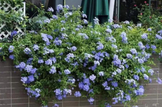 藍(lán)色的花有哪些及花名