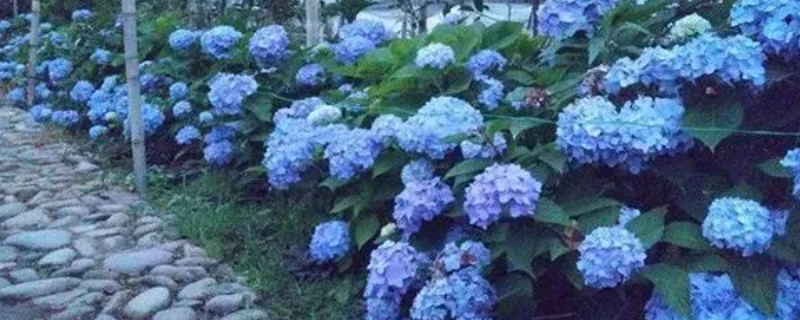 藍(lán)色的花有哪些及花名