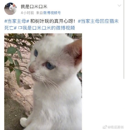 當(dāng)家主母小貓事件后續(xù):當(dāng)家主母的貓現(xiàn)狀到底如何?當(dāng)家主母的貓入駐微博