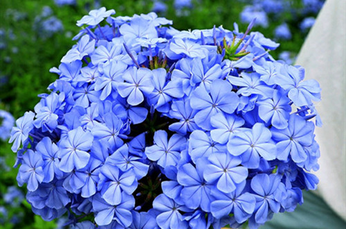 1637397710269378.jpg data-cke-saved-src=http___p1.itc.cn_images01_20210626_5c885c35f4d54ff89240fa0d7d41de44.jpeg&refer=http___p1.itc_副本.jpg src=http___p1.itc.cn_images01_20210626_5c885c35f4d54ff89240fa0d7d41de44.jpeg&refer=http___p1.itc_副本.jpg