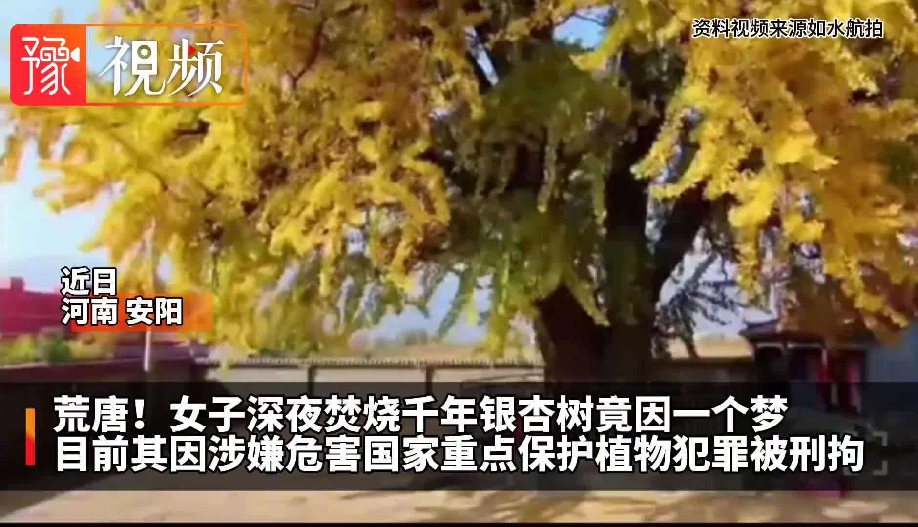 女子兩次火燒千年銀杏樹竟因一個(gè)夢(mèng) 女子夢(mèng)見不幸;馃旯艠浔恍叹 女子兩次火燒千年銀杏樹竟因一個(gè)夢(mèng) 女子夢(mèng)見不幸;馃旯艠浔恍叹