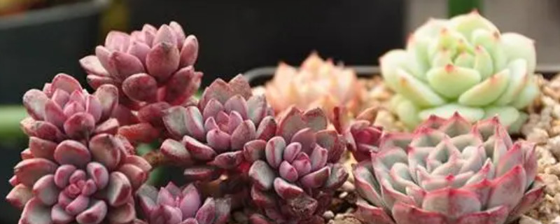 多肉長白蟲子怎么處理