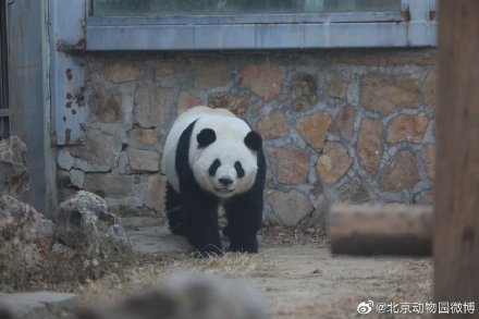 北京動(dòng)物園一大熊貓翻墻越獄 北京動(dòng)物園大熊貓萌蘭越獄