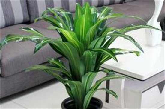 巴西木怎么過冬,補充光照控水控溫養(yǎng)護