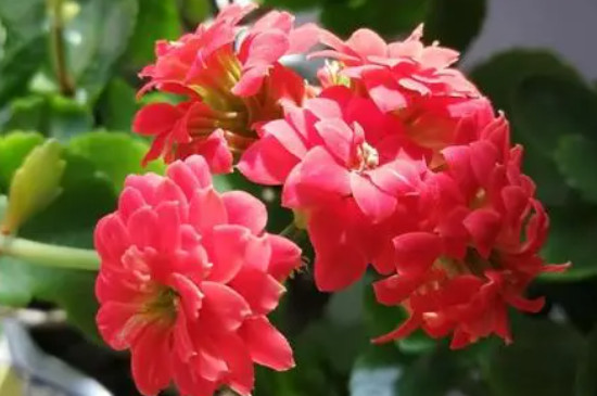 長(zhǎng)壽花怕冷嗎適應(yīng)的最低溫度是多少