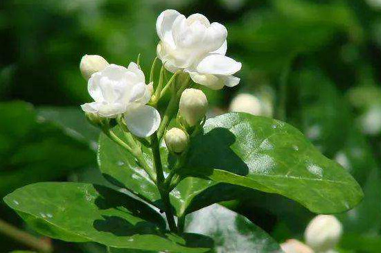 茉莉花冬季的養(yǎng)殖方法和注意事項(xiàng)有哪些