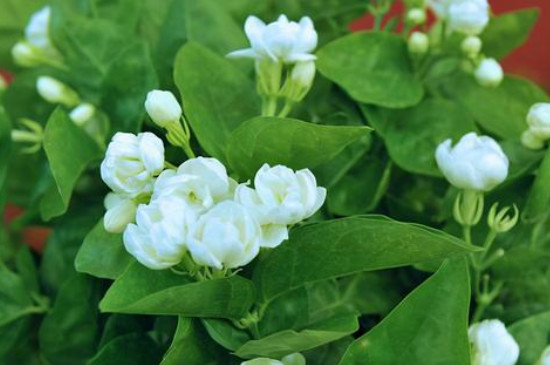 茉莉花冬季的養(yǎng)殖方法和注意事項(xiàng)有哪些