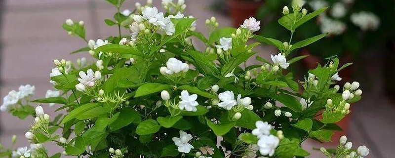 茉莉花冬季的養(yǎng)殖方法和注意事項(xiàng)有哪些