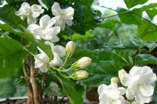 茉莉花冬季的養(yǎng)殖方法和注意事項(xiàng)有哪些