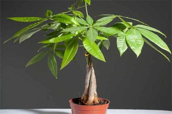 發(fā)財樹和搖錢樹哪個好,發(fā)財樹觀賞性高還很廉價