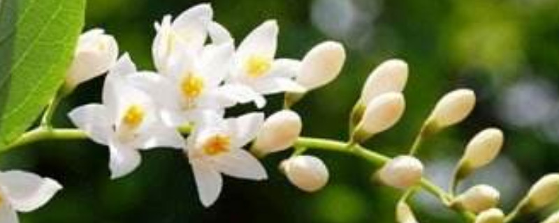 玉鈴花的象征意義是什么