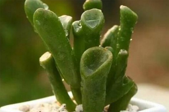 多肉吸財(cái)樹可以葉插嗎