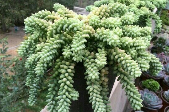 多肉玉墜怎樣繁殖快速發(fā)芽