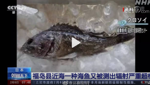 日本福島近海魚輻射嚴(yán)重超標(biāo) 銫活度超標(biāo)14倍