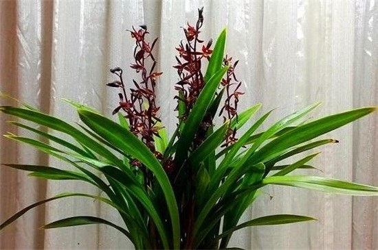 墨蘭花怎么養(yǎng)才能開花