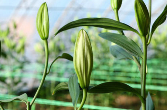 百合花小花苞變黑
