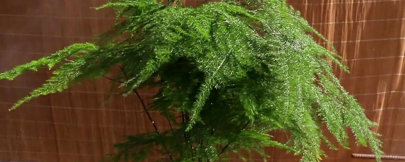文竹溫度要求多少度