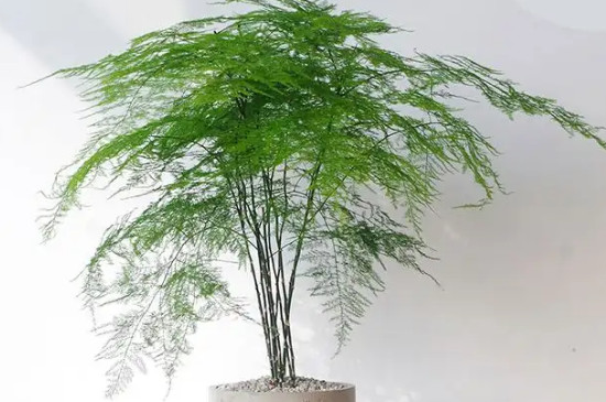 文竹溫度要求多少度
