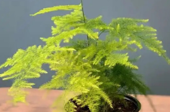 文竹溫度要求多少度