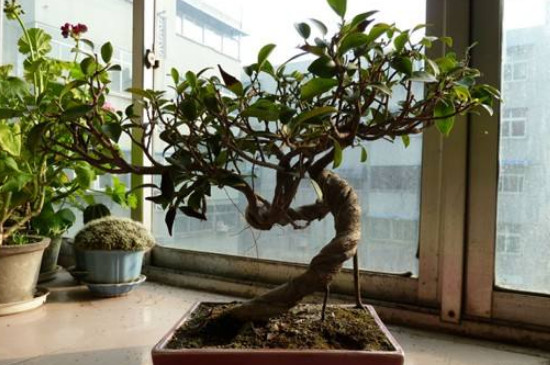 榕樹葉子發(fā)黃掉葉怎么辦