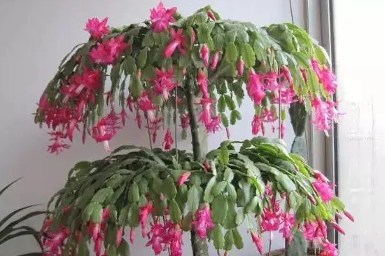 蟹爪蘭有幾種顏色的花