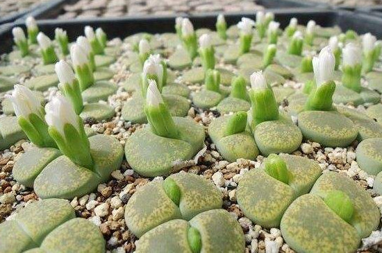 多肉的花苞該怎么剪