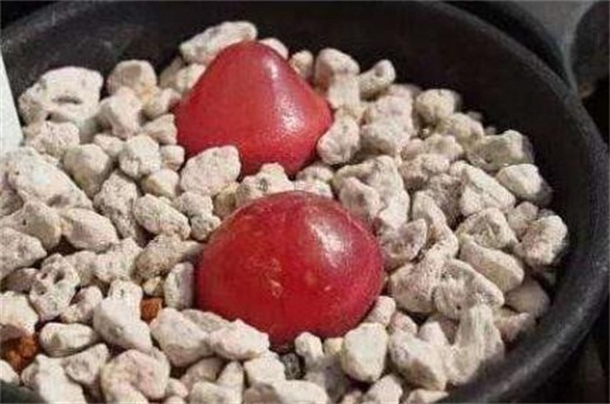 多肉燈泡好養(yǎng)么,多肉燈泡怎么養(yǎng)