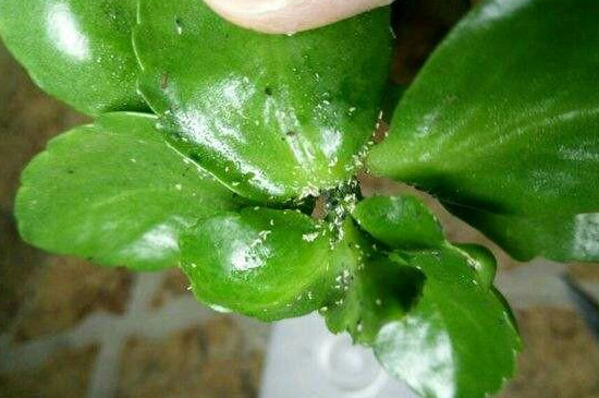 長壽花白粉病用什么藥