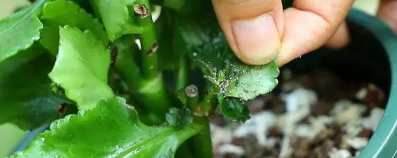 長壽花白粉病用什么藥
