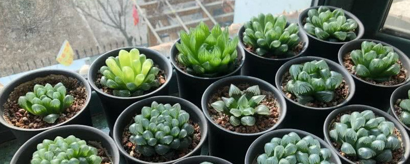 玉露干癟變成咖啡色了怎么辦